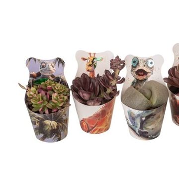 Cactus / Succulents MIX Cactus / Succulents MIX
