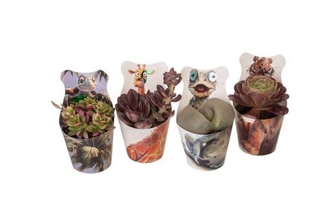 Cactus / Succulents MIX