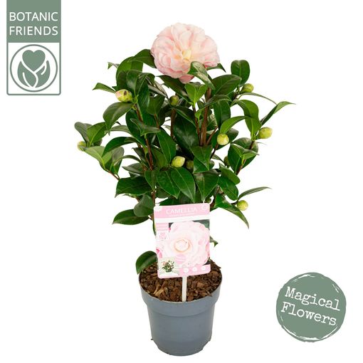 Camellia japonica 'Nuccio's Cameo'