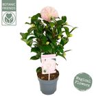 Camellia japonica 'Nuccio's Cameo'