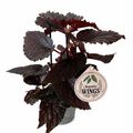 Begonia 'Polka Dot Pink'