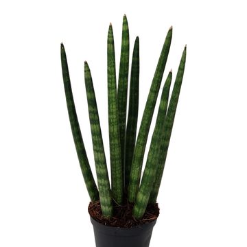 Sansevieria cylindrica 'Spaghetti'