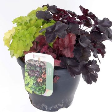 Heuchera TERRA NOVA