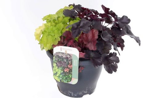 Heuchera TERRA NOVA