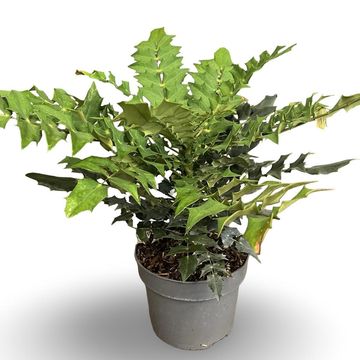 Mahonia x media 'Winter Sun'