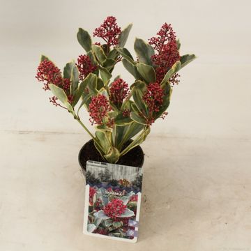 Skimmia japonica 'Perosa'