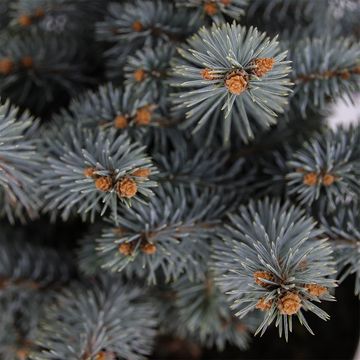 Picea pungens 'Glauca Globosa'