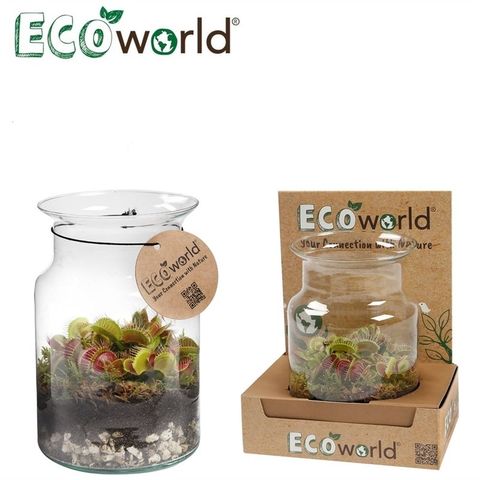 Arrangement Carnivorous plants