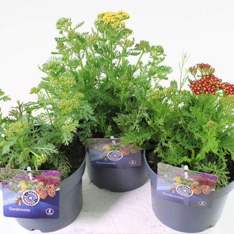 Achillea millefolium MIX — Plant Wholesale FlorAccess