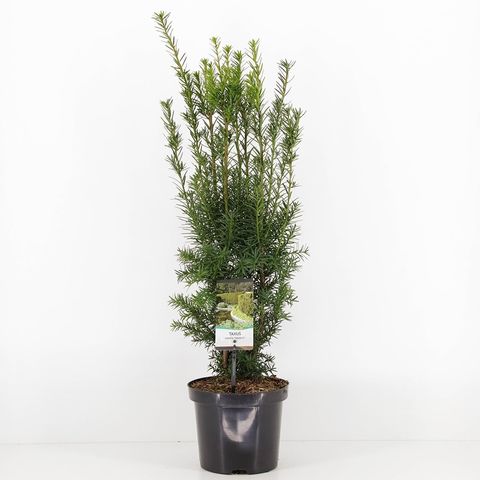 Taxus x media 'Hicksii'