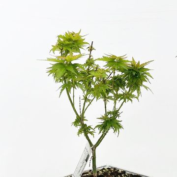 Acer palmatum 'Kotohime'