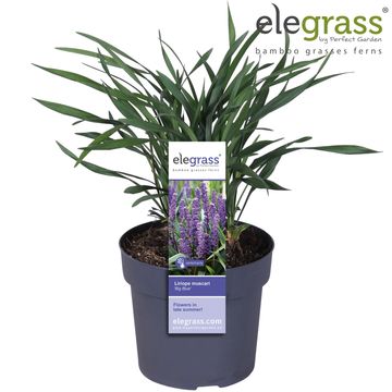 Liriope muscari 'Big Blue'