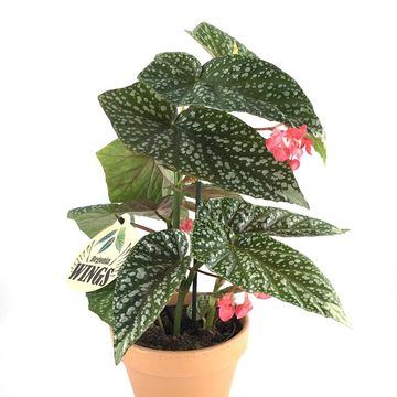 Begonia x albopicta