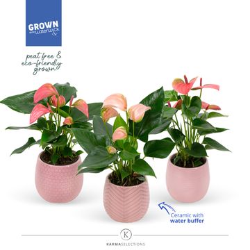 Anthurium KARMA PINK MIX