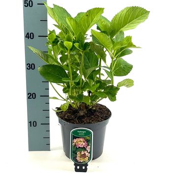 Hydrangea macrophylla 'Messalina'