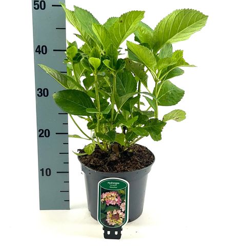 Hydrangea macrophylla 'Messalina'