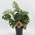 Monstera adansonii
