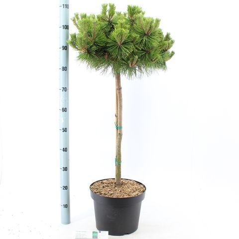 Pinus densiflora 'Low Glow'