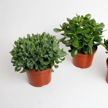 Crassula MIX