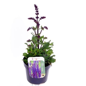 Salvia nemorosa 'Noble Knight'