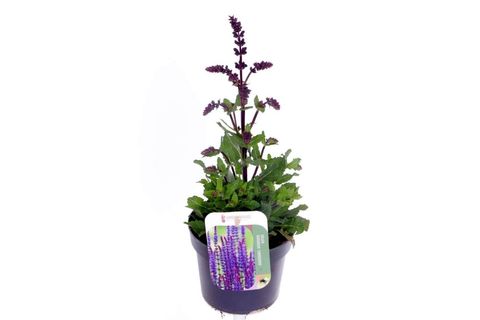 Salvia nemorosa 'Noble Knight'