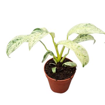 Rhaphidophora foraminifera 'Variegata'