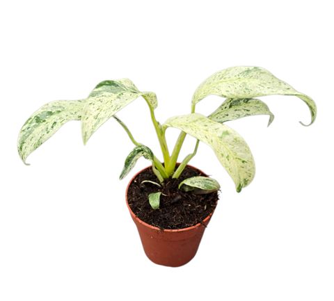 Rhaphidophora foraminifera 'Variegata'