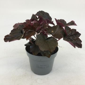 Heuchera micrantha 'Palace Purple'