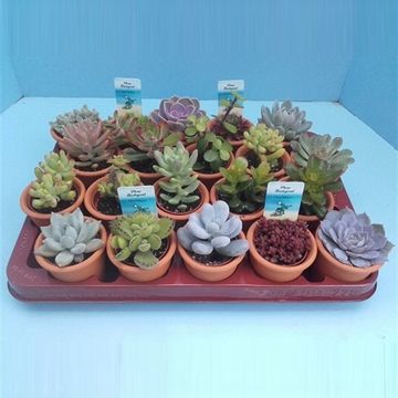 Succulents MIX