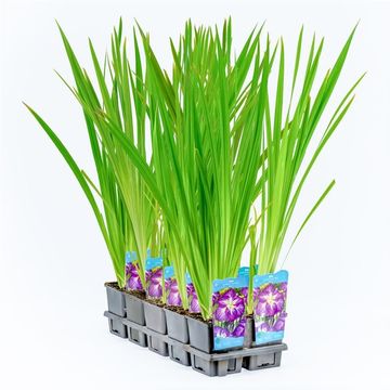 Iris ensata DINNER PLATE PLATE JELL O