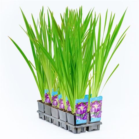 Iris ensata DINNER PLATE PLATE JELL O