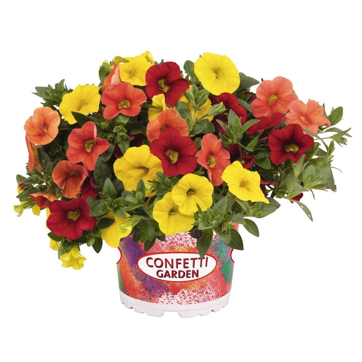 Calibrachoa MIX IN POT — Plant Wholesale FlorAccess
