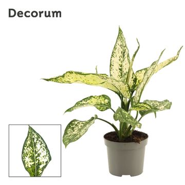 Aglaonema 'White Diamond'