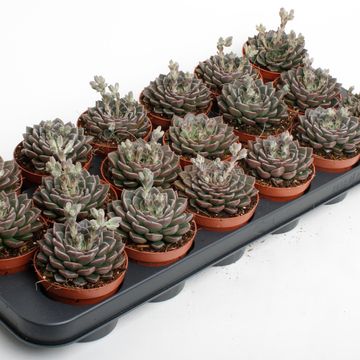 Echeveria secunda