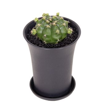 Gymnocalycium FROGGY