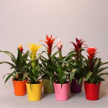 Bromelia MIX