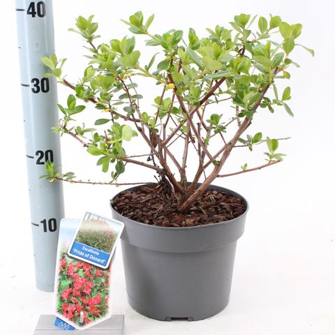 Escallonia 'Pride of Donard'