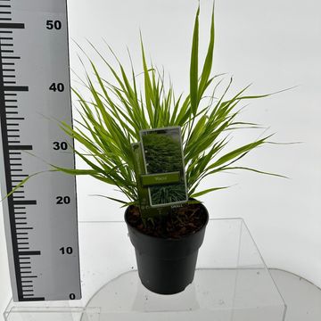 Hakonechloa macra