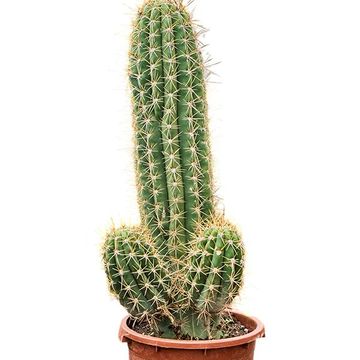 Echinopsis atacamensis pasacana