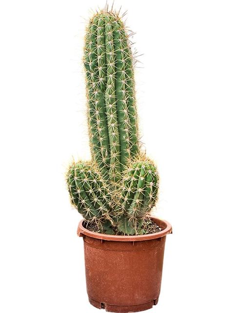 Echinopsis atacamensis pasacana