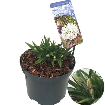 x Rhodoxis FAIRY SNOW