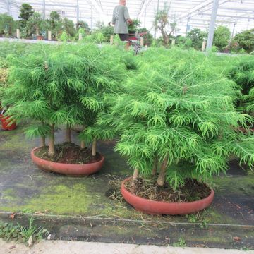 Pseudolarix amabilis