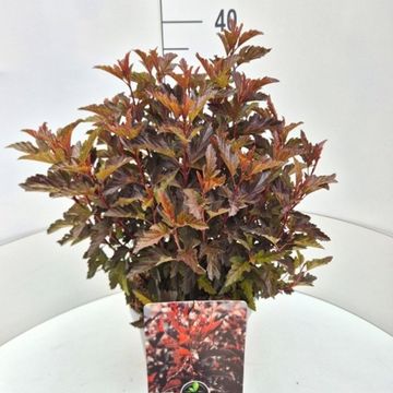 Physocarpus opulifolius ALL BLACK