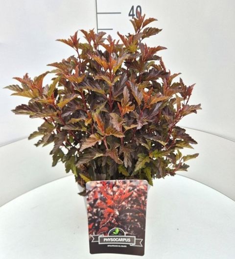 Physocarpus opulifolius ALL BLACK