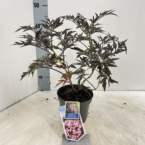 Sambucus nigra CHERRY LACE