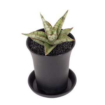 Sansevieria 'Comet Canoe No. 3'