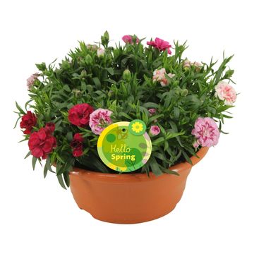 Dianthus OSCAR MIX IN POT