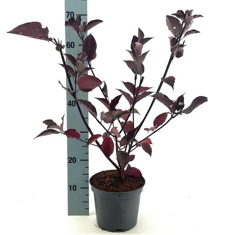 Cornus alba 'Kesselringii'