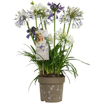 Agapanthus MIX IN POT