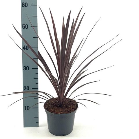 Cordyline australis 'Red Star'